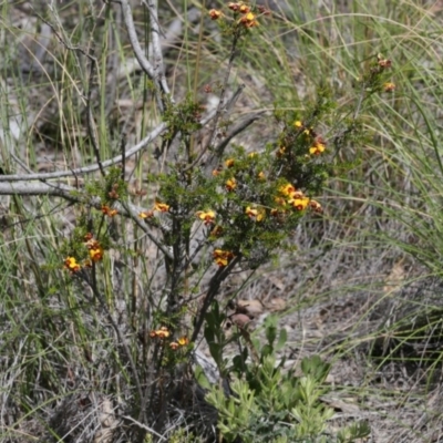 Dillwynia sp. at Black Mountain - 29 Sep 2020 by AllanS