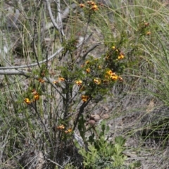 Dillwynia sp. at Point 5803 - 29 Sep 2020 by AllanS