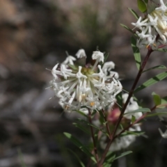 Pimelea linifolia subsp. linifolia (Queen of the Bush, Slender Rice-flower) at Black Mountain - 29 Sep 2020 by AllanS
