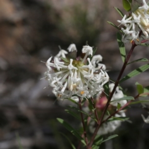 Pimelea linifolia subsp. linifolia at Downer, ACT - 29 Sep 2020