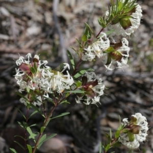 Pimelea linifolia subsp. linifolia at Downer, ACT - 29 Sep 2020