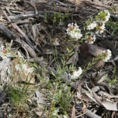 Pimelea linifolia subsp. linifolia at Downer, ACT - 29 Sep 2020
