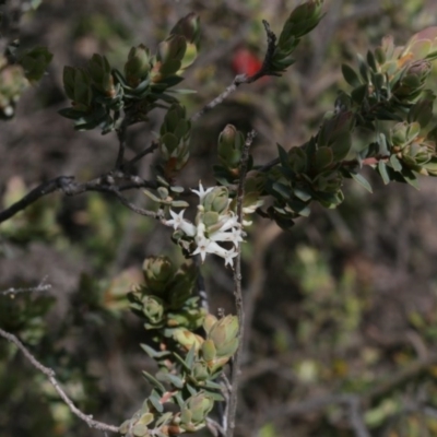 Brachyloma daphnoides (Daphne Heath) at Black Mountain - 29 Sep 2020 by AllanS