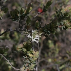 Brachyloma daphnoides (Daphne Heath) at Black Mountain - 29 Sep 2020 by AllanS