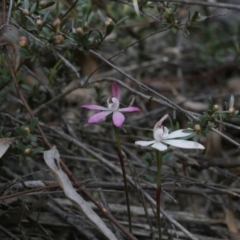 Caladenia fuscata (Dusky Fingers) at Downer, ACT - 29 Sep 2020 by AllanS