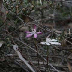 Caladenia fuscata (Dusky Fingers) at Black Mountain - 29 Sep 2020 by AllanS