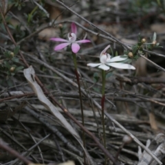 Caladenia fuscata at Downer, ACT - 29 Sep 2020