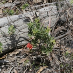 Grevillea alpina (Mountain Grevillea / Cat's Claws Grevillea) at Black Mountain - 29 Sep 2020 by AllanS