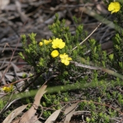 Hibbertia calycina (Lesser Guinea-flower) at Black Mountain - 29 Sep 2020 by AllanS