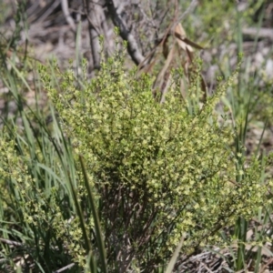 Phyllanthus occidentalis at Downer, ACT - 29 Sep 2020