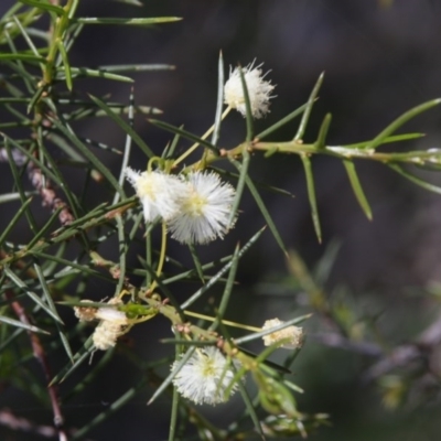 Acacia genistifolia (Early Wattle) at Black Mountain - 29 Sep 2020 by AllanS