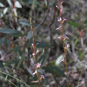 Stylidium graminifolium at Downer, ACT - 29 Sep 2020