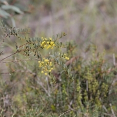 Acacia buxifolia subsp. buxifolia (Box-leaf Wattle) at Black Mountain - 29 Sep 2020 by AllanS