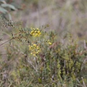 Acacia buxifolia subsp. buxifolia at O'Connor, ACT - 29 Sep 2020 02:32 PM