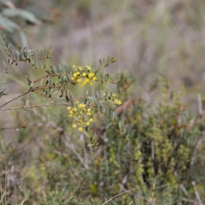 Acacia buxifolia subsp. buxifolia (Box-leaf Wattle) at O'Connor, ACT - 29 Sep 2020 by AllanS