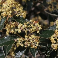 Pomaderris intermedia (Golden Pomaderris) at Black Mountain - 29 Sep 2020 by AllanS