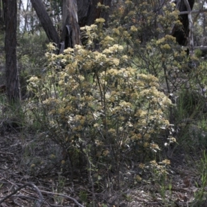 Pomaderris intermedia at Downer, ACT - 29 Sep 2020