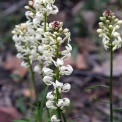 Stackhousia monogyna (Creamy Candles) at Downer, ACT - 29 Sep 2020 by AllanS