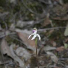 Caladenia ustulata (Brown Caps) at Downer, ACT - 29 Sep 2020 by AllanS