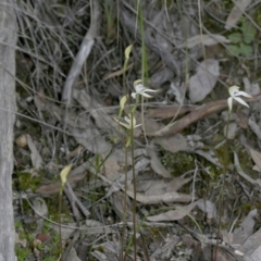 Caladenia ustulata at Downer, ACT - 29 Sep 2020