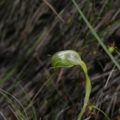 Pterostylis nutans (Nodding Greenhood) at Black Mountain - 29 Sep 2020 by AllanS