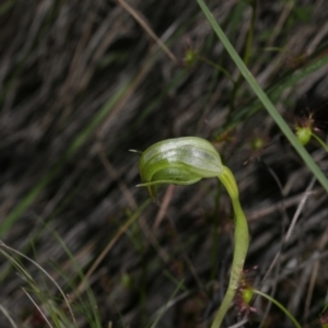 Pterostylis nutans at Downer, ACT - 29 Sep 2020