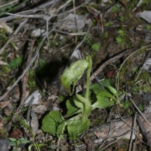 Pterostylis nutans at Downer, ACT - suppressed