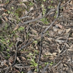 Pterostylis nutans at Downer, ACT - suppressed