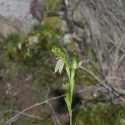 Bunochilus umbrinus (Broad-sepaled Leafy Greenhood) at Acton, ACT - 29 Sep 2020 by AllanS