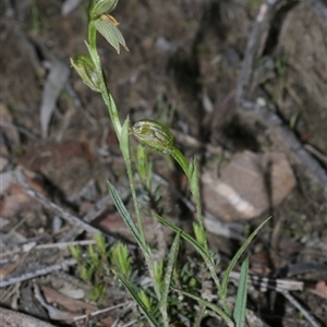 Bunochilus umbrinus (ACT) = Pterostylis umbrina (NSW) at suppressed - suppressed