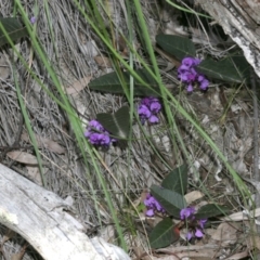 Hardenbergia violacea (False Sarsaparilla) at Downer, ACT - 29 Sep 2020 by AllanS