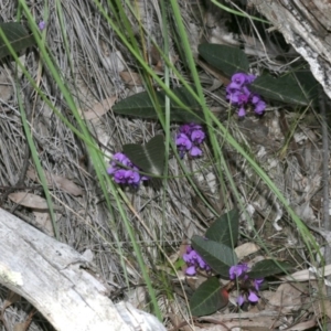 Hardenbergia violacea at Downer, ACT - 29 Sep 2020