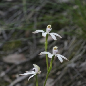 Caladenia ustulata at Downer, ACT - 29 Sep 2020