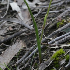 Caladenia ustulata at Downer, ACT - 29 Sep 2020