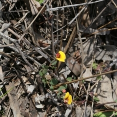 Bossiaea buxifolia (Matted Bossiaea) at Downer, ACT - 29 Sep 2020 by AllanS