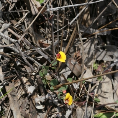 Bossiaea buxifolia (Matted Bossiaea) at Black Mountain - 29 Sep 2020 by AllanS