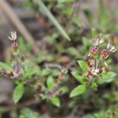 Pomax umbellata (A Pomax) at Black Mountain - 29 Sep 2020 by Sarah2019