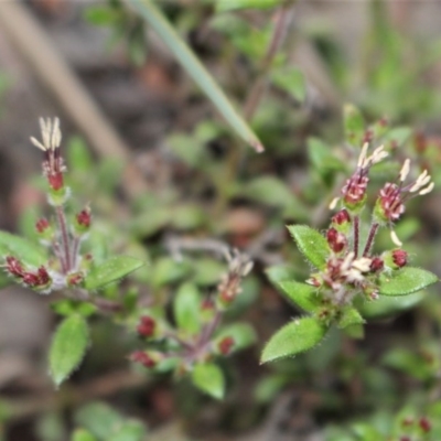 Pomax umbellata (A Pomax) at Black Mountain - 29 Sep 2020 by Sarah2019