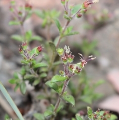 Pomax umbellata at Downer, ACT - 29 Sep 2020