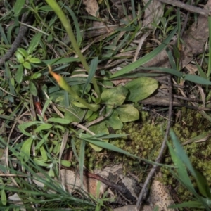 Pterostylis pedunculata at Tralee, NSW - suppressed