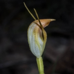 Pterostylis pedunculata at Tralee, NSW - suppressed