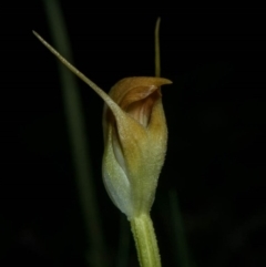 Pterostylis pedunculata at Tralee, NSW - suppressed