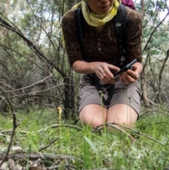 Pterostylis pedunculata at Tralee, NSW - suppressed