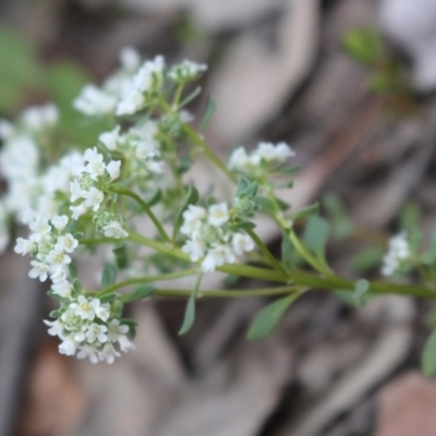 Poranthera microphylla (Small Poranthera) at Black Mountain - 29 Sep 2020 by Sarah2019