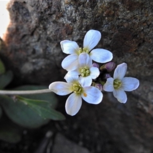 Cardamine franklinensis at Booth, ACT - 29 Sep 2020 11:50 AM