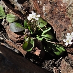 Cardamine franklinensis at Booth, ACT - 29 Sep 2020