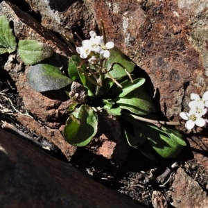 Cardamine franklinensis at Booth, ACT - 29 Sep 2020 11:50 AM