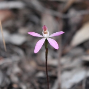 Caladenia fuscata at Acton, ACT - 29 Sep 2020