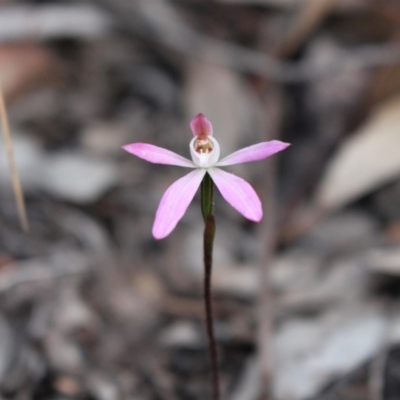 Caladenia fuscata (Dusky Fingers) at Acton, ACT - 29 Sep 2020 by Sarah2019