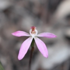 Caladenia fuscata at Acton, ACT - 29 Sep 2020